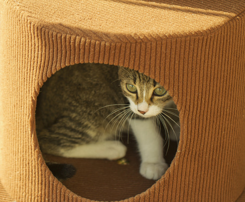Tips for Cat Owners for Fear Free Veterinary Care