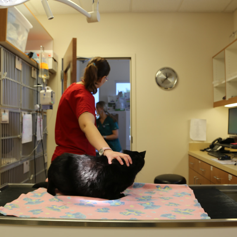 Subcutaneous Fluids – SQ Fluids for your Cat