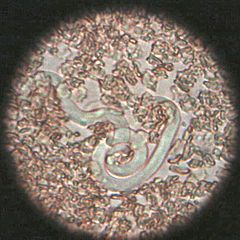 There is No Fooling Around with Heartworm