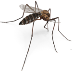 Mosquito400