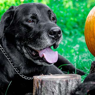 Autumn Pet Alert – Fall Foods and Treats – Pet Allergies