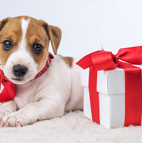 Happy Holidays! The Season Is Full Of Pet Pitfalls