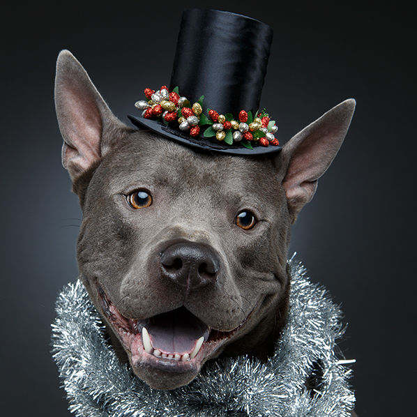 National Dress Up Your Pet Day
