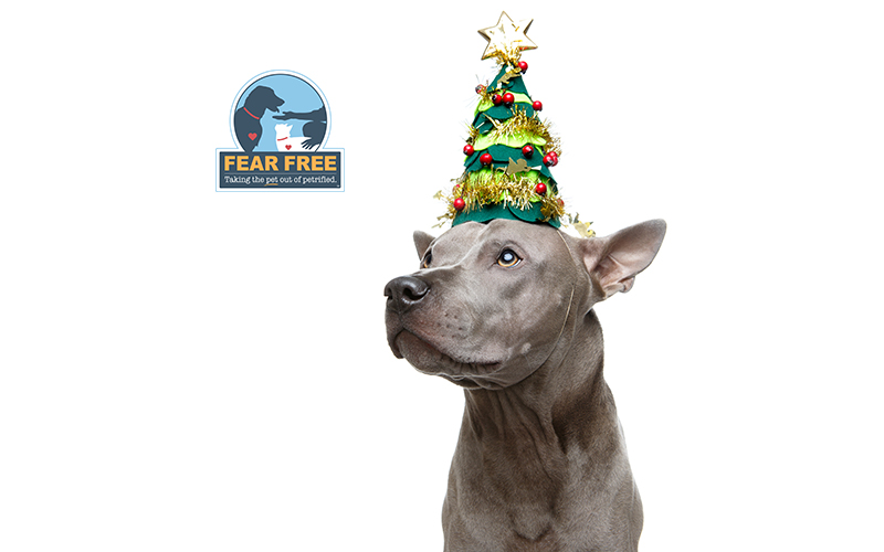 Fear Free New Year