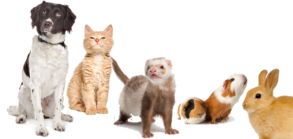 National Pet Month