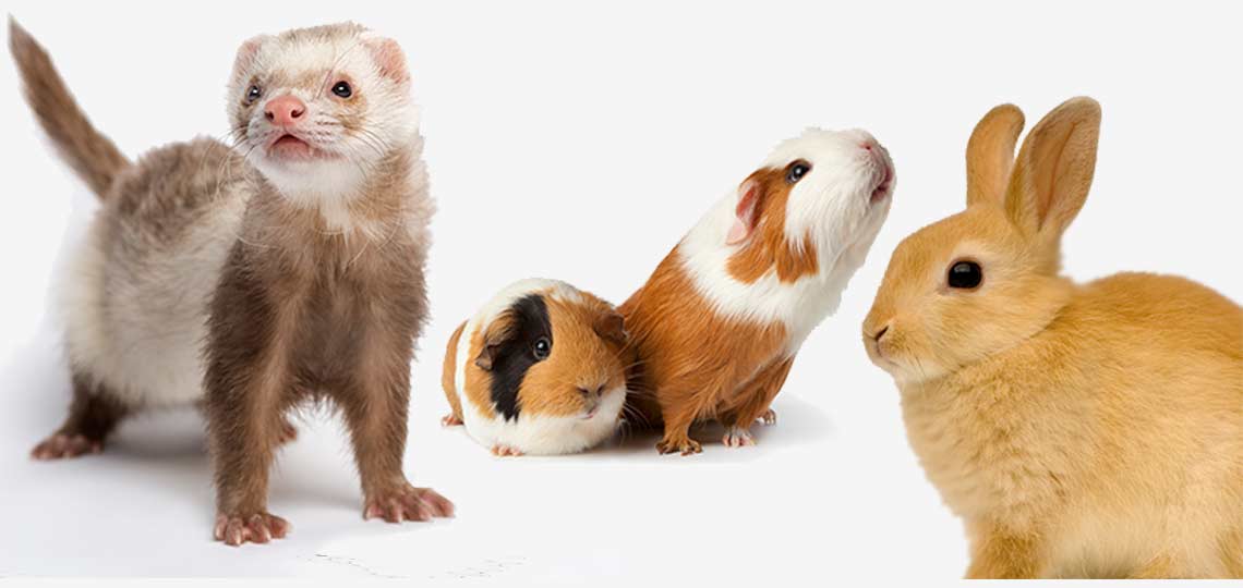 World Rabies Day 9-28-19