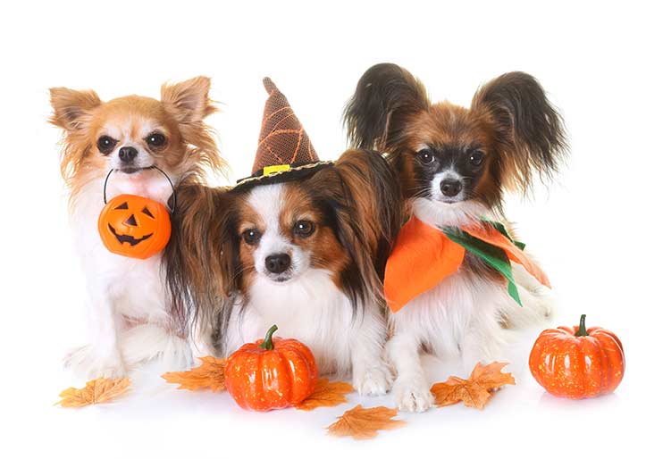 Keep the Treats Away From Doggies