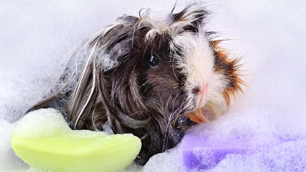 Has Your Home Received A New House Guest?