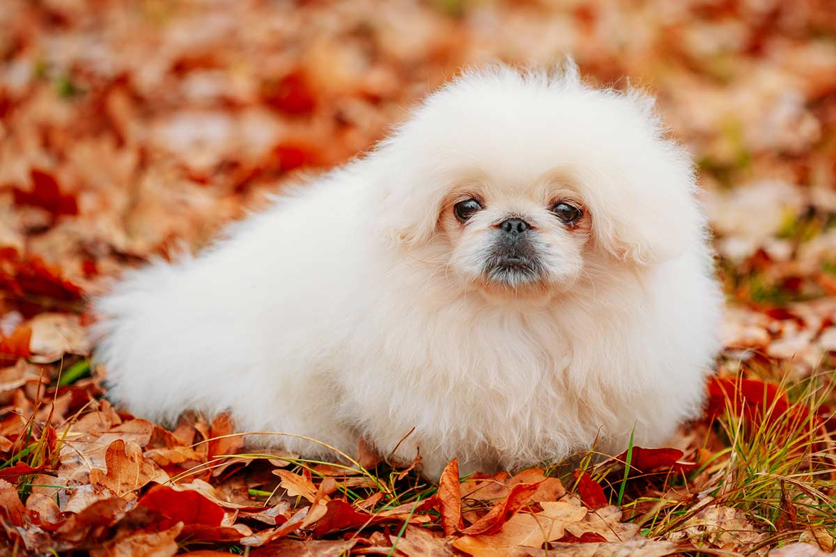 National Pet Month