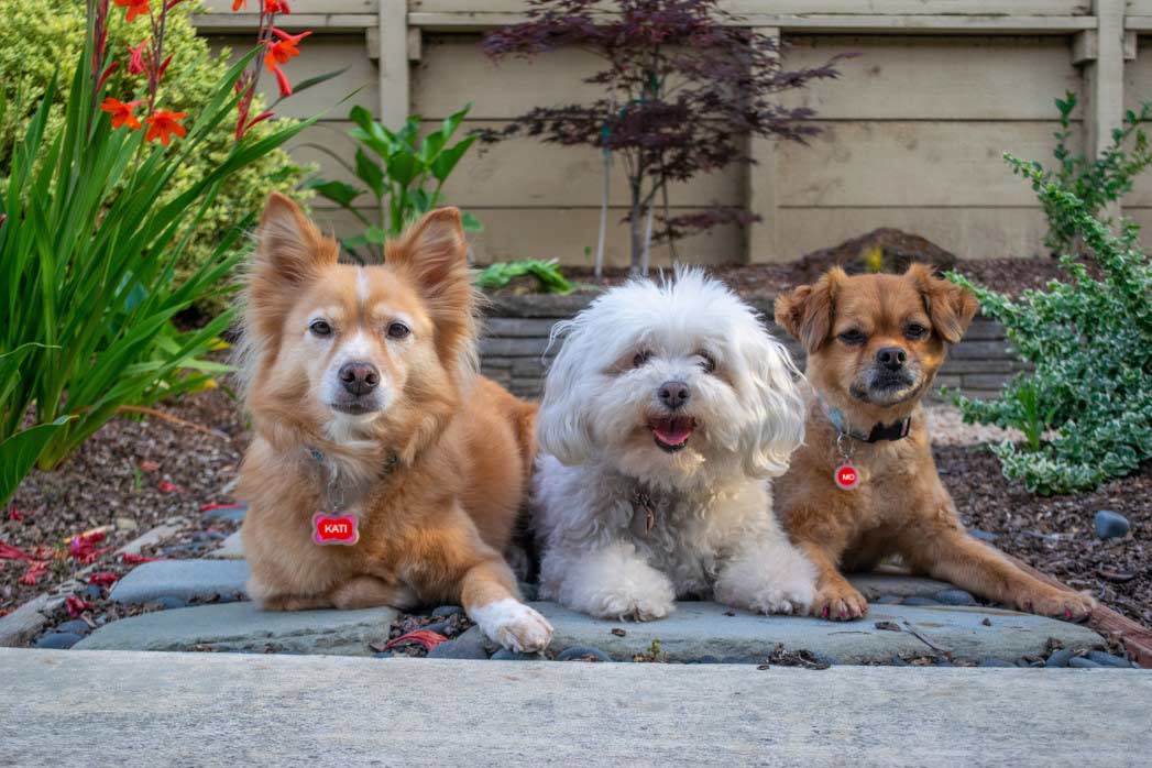 National Mutt Day