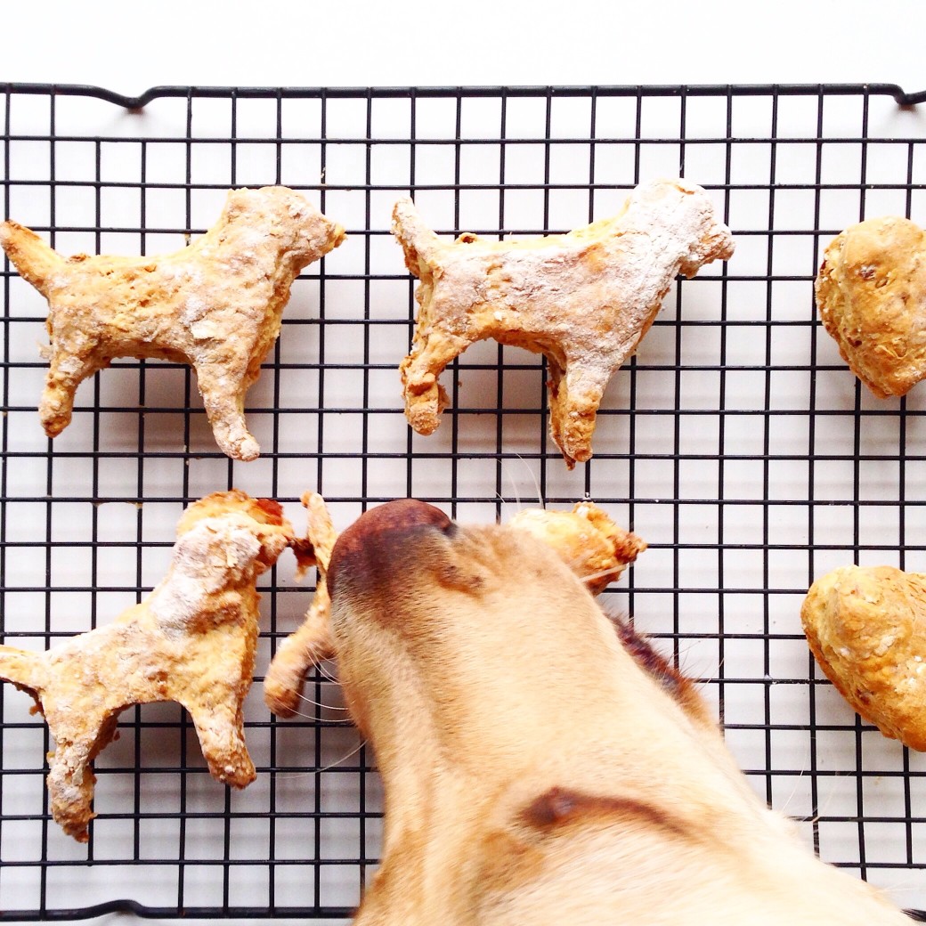 It’s Spoil Your Dog Day!