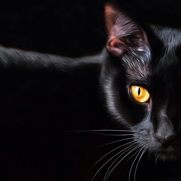Black Cat Day