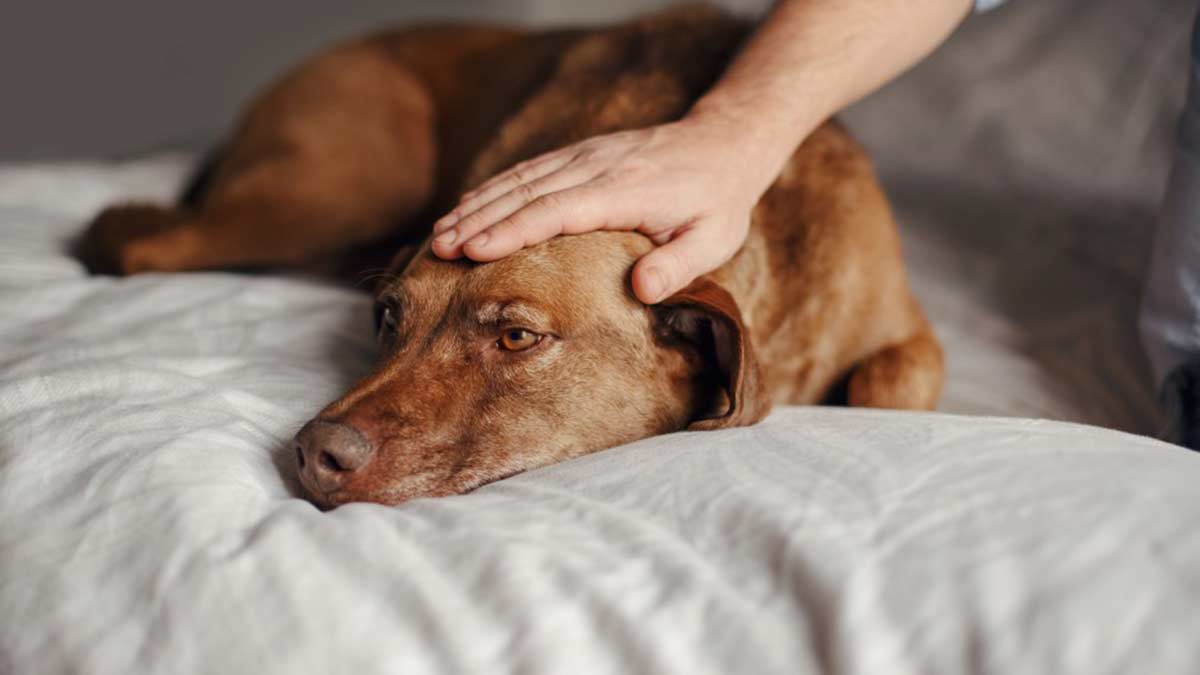 It’s Animal Pain Awareness Month