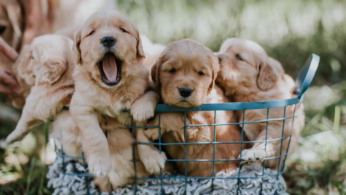 National Puppy Day