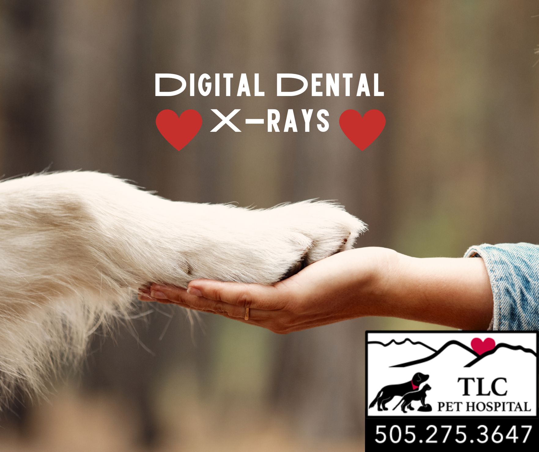 The Importance of Digital Dental X-Rays for Pets