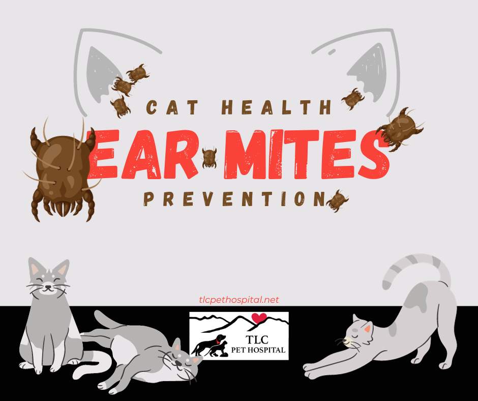 A Closer Look at Ear Mites in Cats: Essential Information for Cat Owners