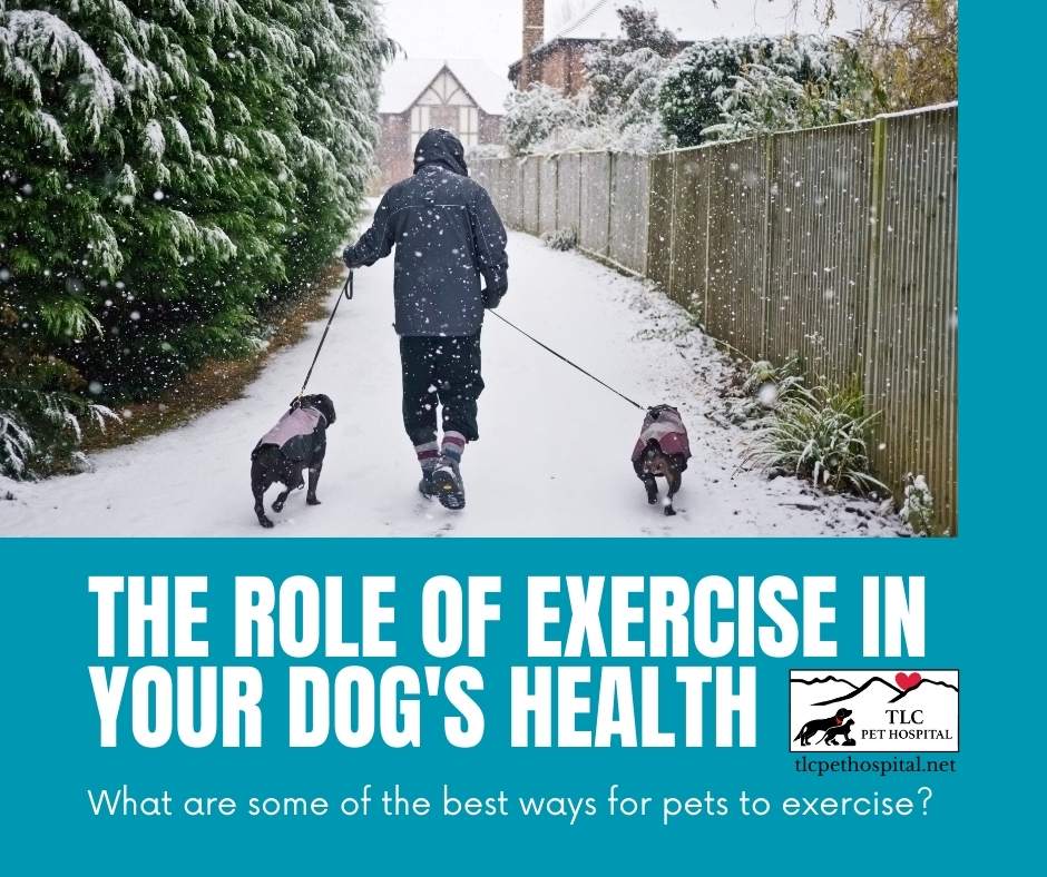 The Role of Exercise in Your Dog’s Health