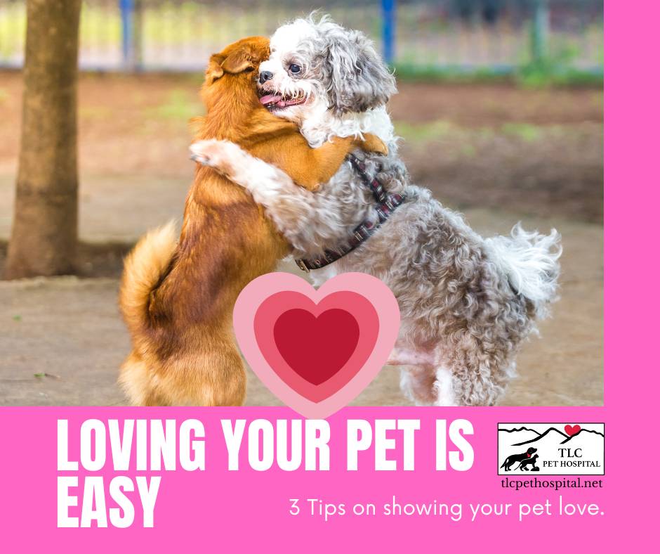 Loving Your Pet Is Easy, 3 Tips on showing your pet love