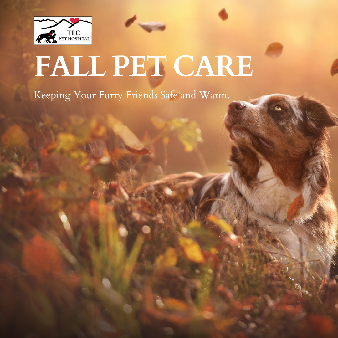 November Pet Care: Keeping Your Furry Friends Safe and Warm