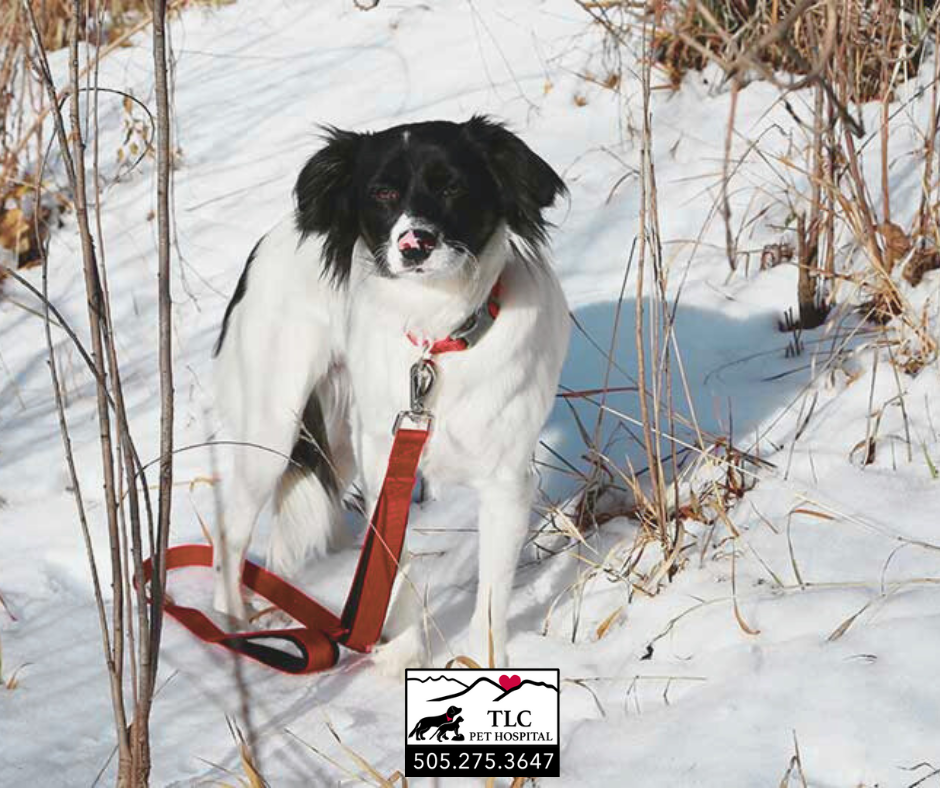 Winter Weather Tips for your Pets