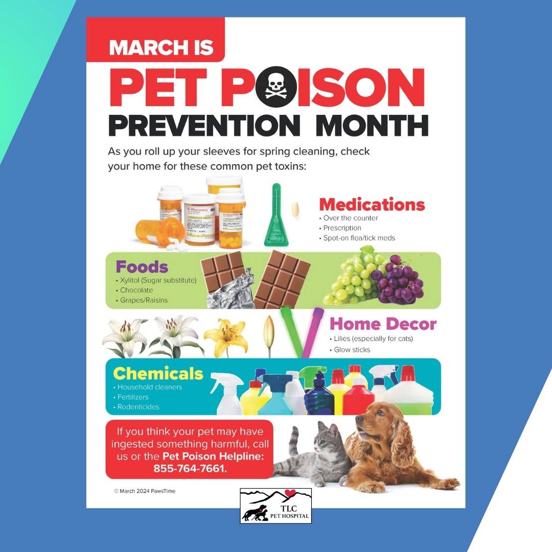 Protecting Your Pets During Pet Poison Prevention Month