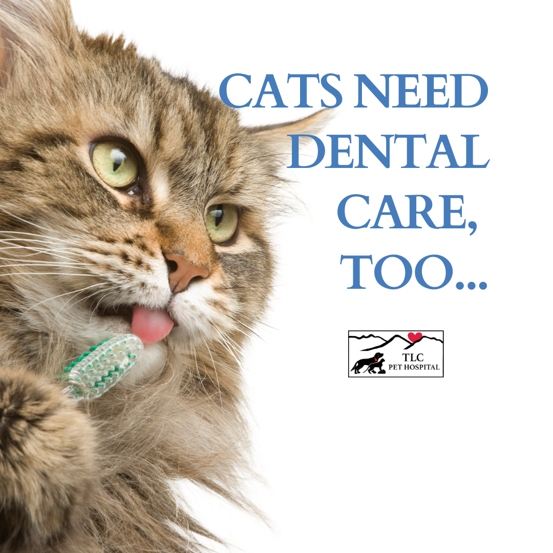 At-Home Dental Care Tips for Pets