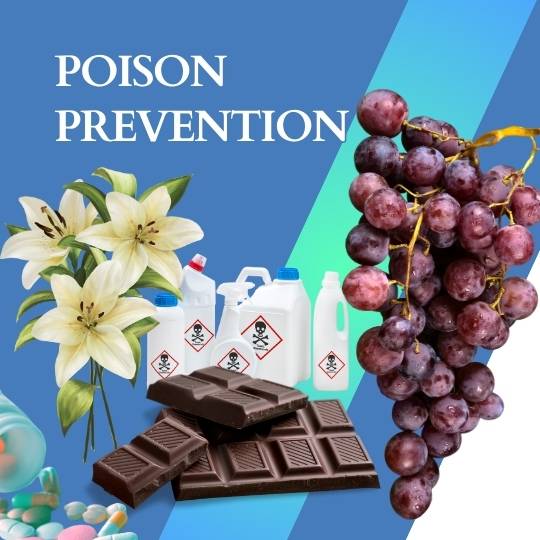 Recognizing and Preventing Poisoning in Pets