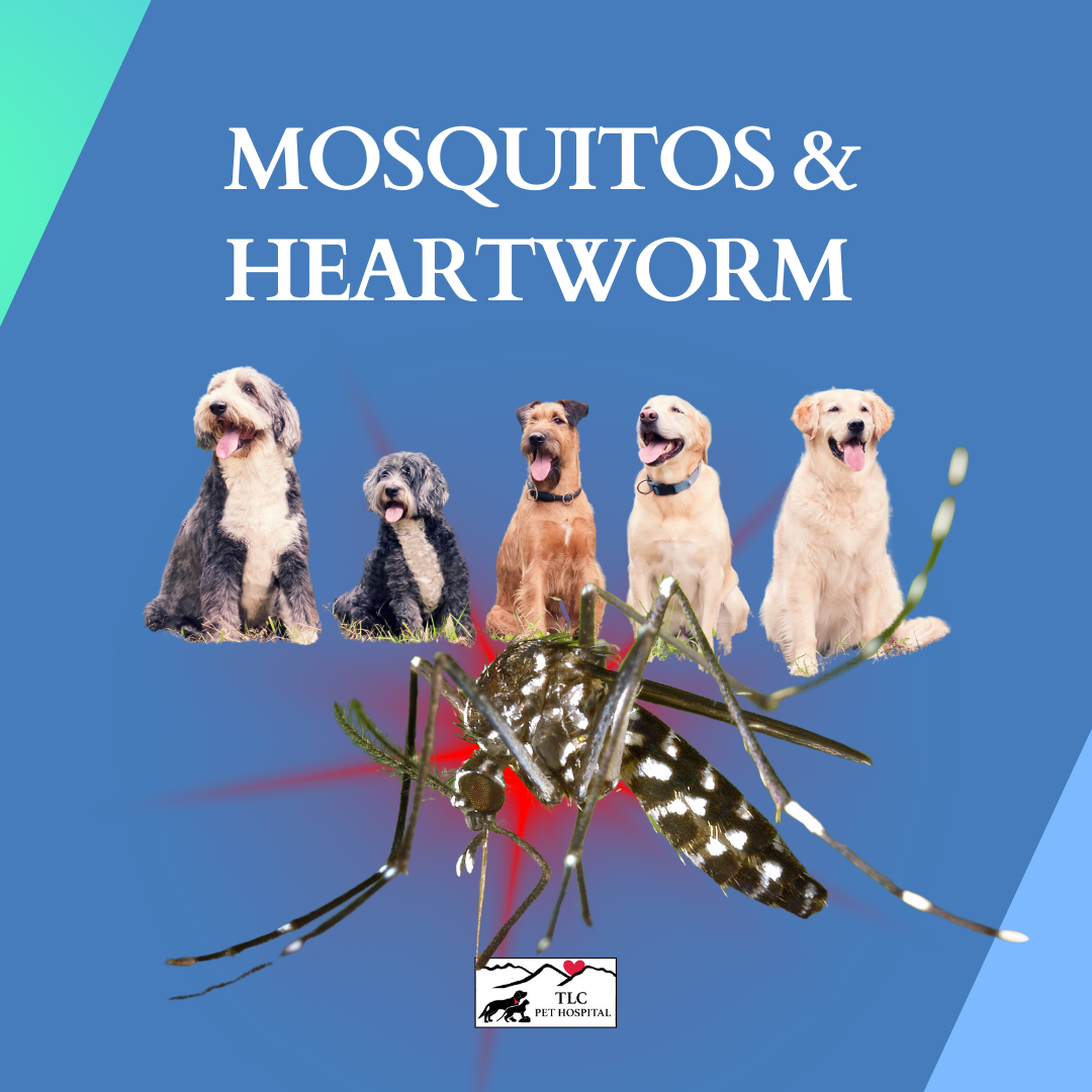 Why Mosquitoes Are a Bigger Threat Than You Think: Heartworm 101 for NM Pets