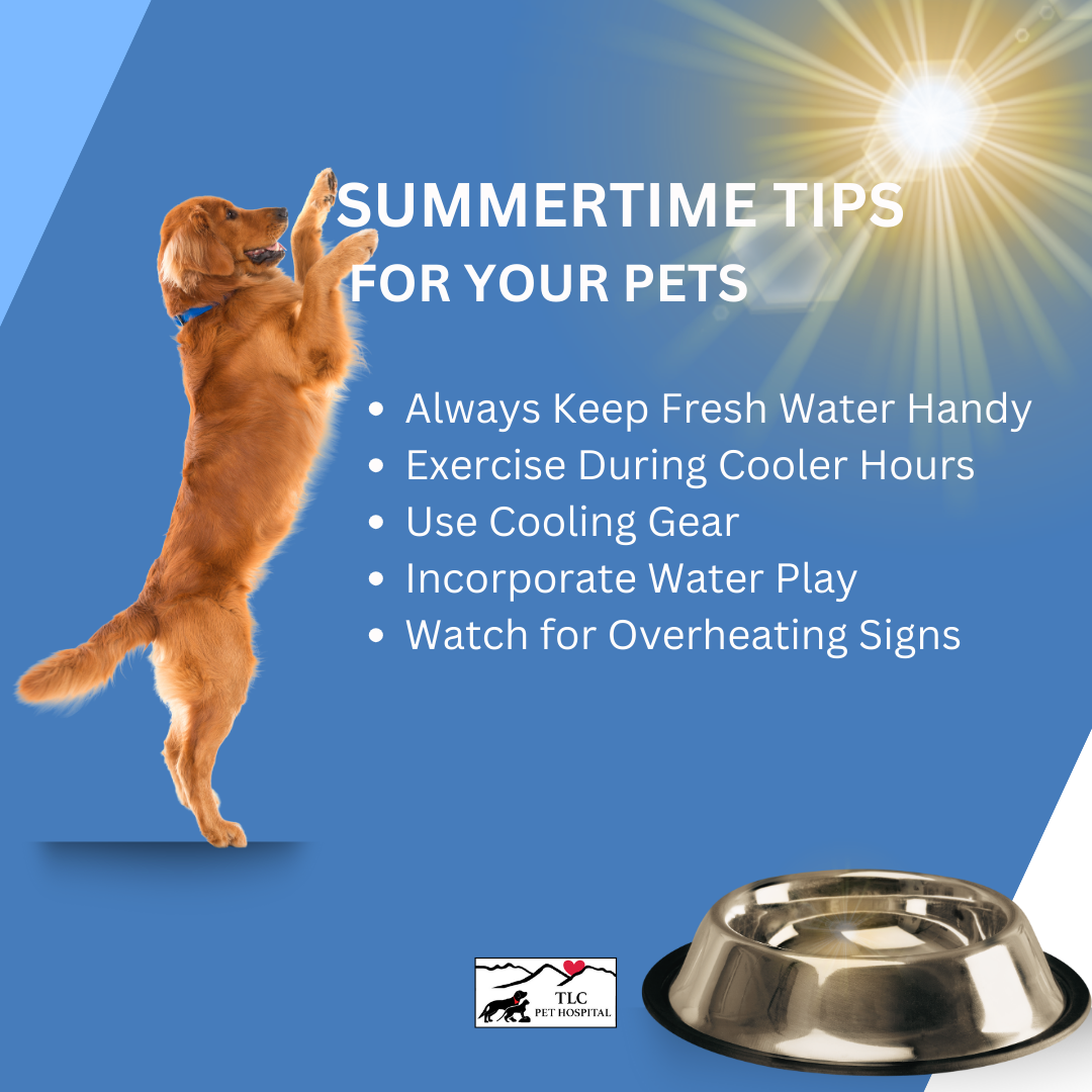 Is Your Pet Ready for Summer? 7 Must-Do Health Checks Before the Heat Hits