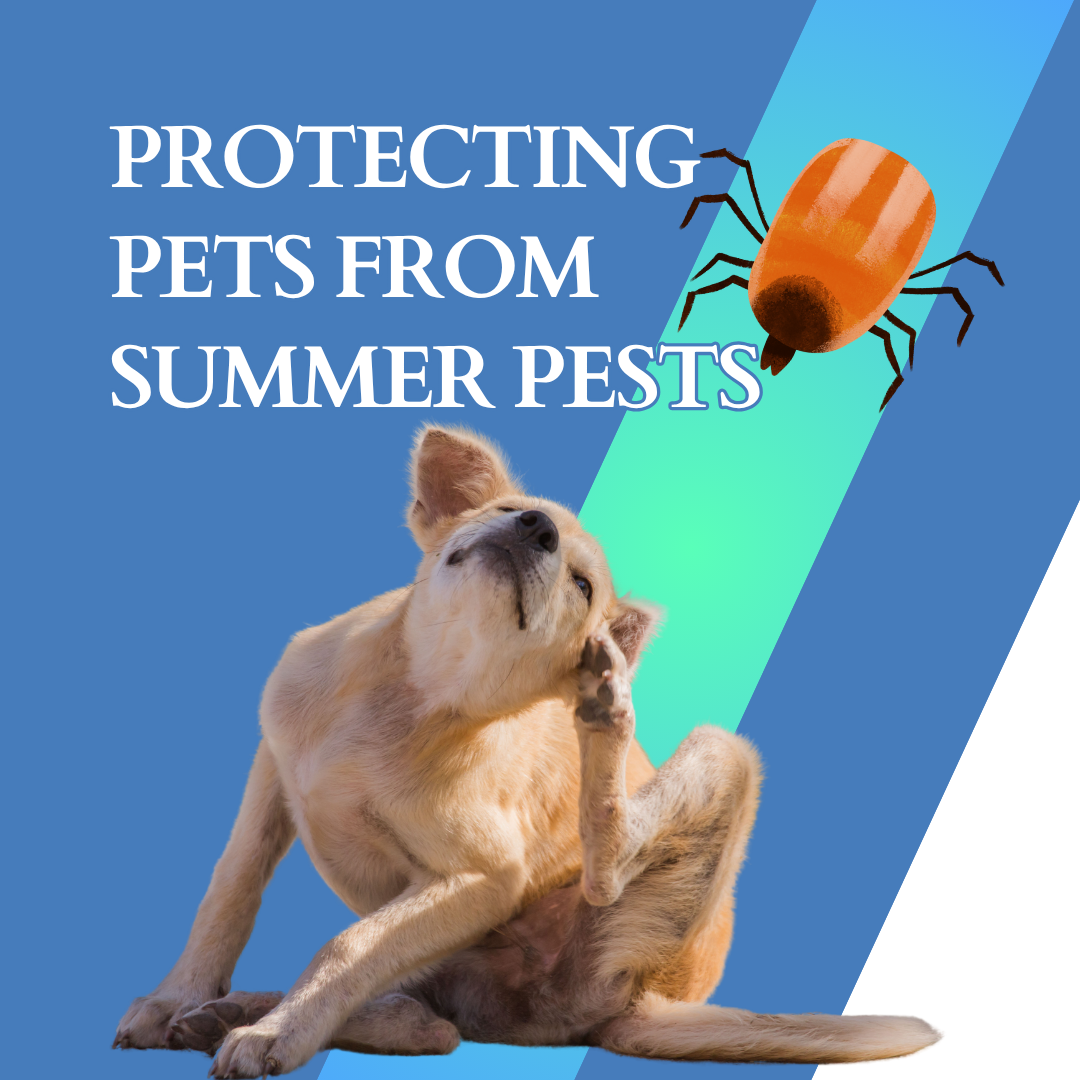 Protecting Pets from Summer Pests: A Local Guide to Fleas, Ticks & Mosquitoes